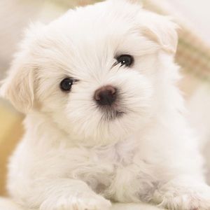 Meet your Posher, Gail